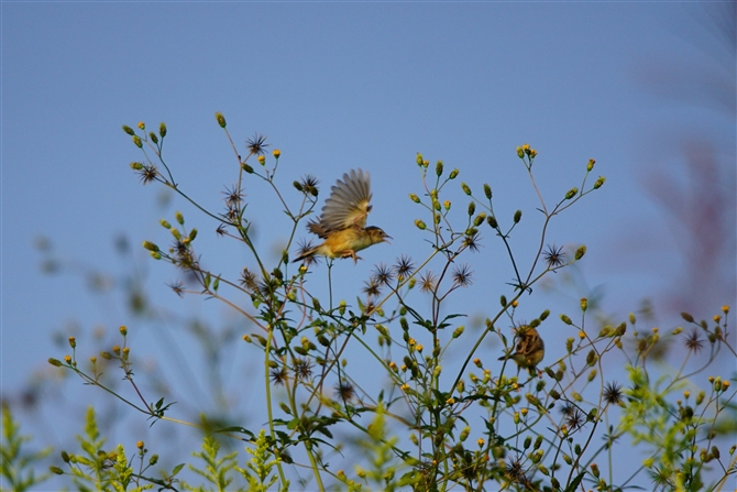 ZbJ.Zitting Cisticola